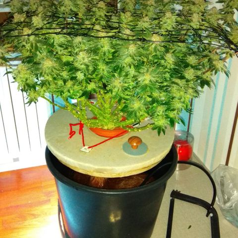 Gorilla Zkittlez growlog photo: Харв