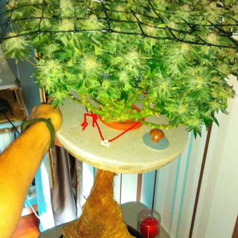 Gorilla Zkittlez growlog photo: Харв