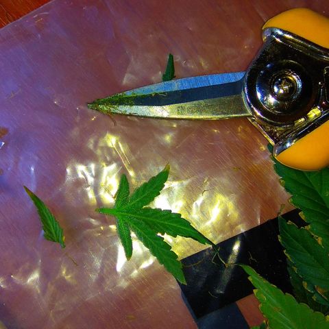 Gorilla Zkittlez growlog photo: Харв