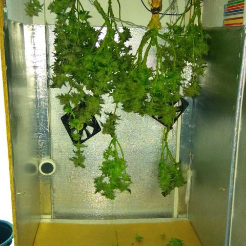 Gorilla Zkittlez growlog photo: Харв