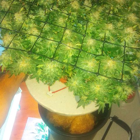 Gorilla Zkittlez growlog photo: Харв