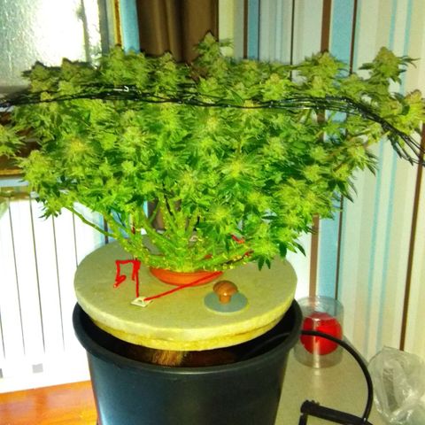 Gorilla Zkittlez growlog photo: Харв