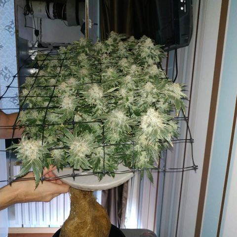 Gorilla Zkittlez growlog timeline photo