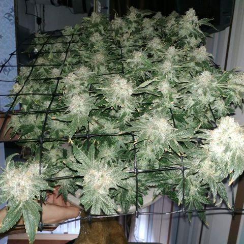 Gorilla Zkittlez growlog timeline photo