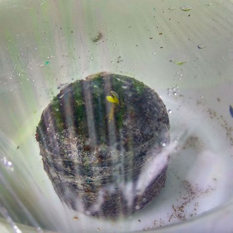 Cinderella 99  growlog timeline photo