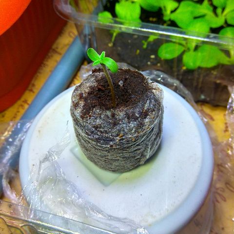 Cinderella 99  growlog timeline photo