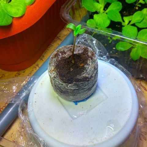 Cinderella 99  growlog timeline photo
