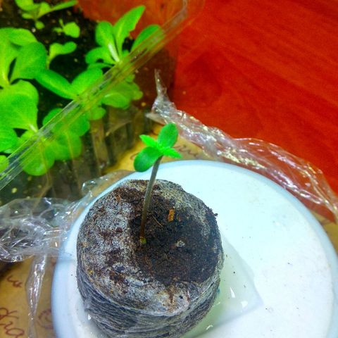 Cinderella 99  growlog timeline photo