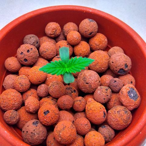 Cinderella 99  growlog timeline photo