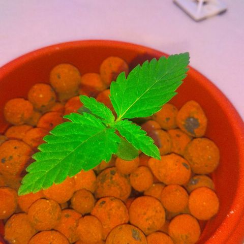 Cinderella 99  growlog timeline photo