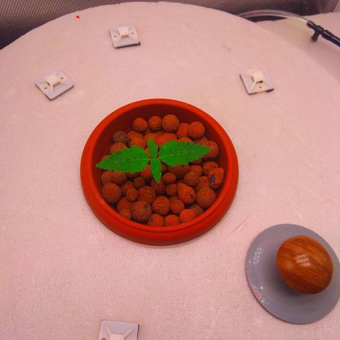 Cinderella 99  growlog timeline photo
