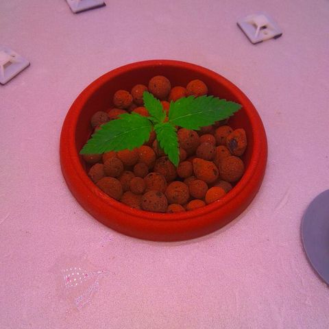 Cinderella 99  growlog timeline photo