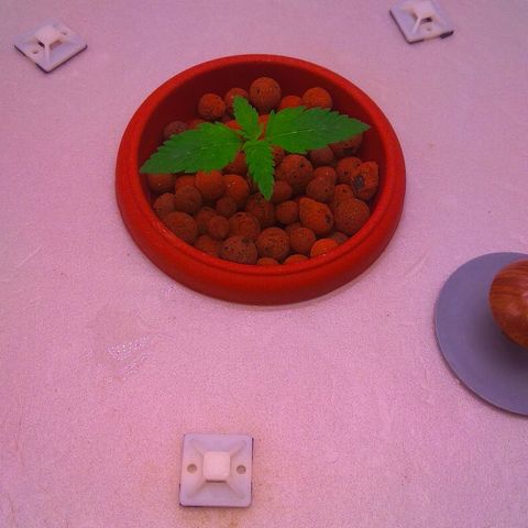 Cinderella 99  growlog timeline photo