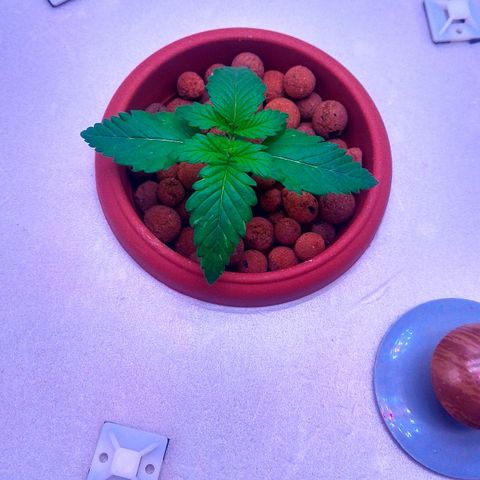 Cinderella 99  growlog timeline photo
