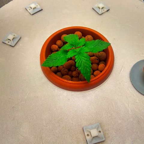 Cinderella 99  growlog timeline photo