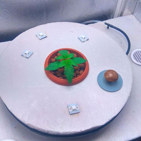 Cinderella 99  growlog timeline photo