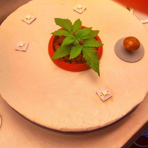 Cinderella 99  growlog timeline photo