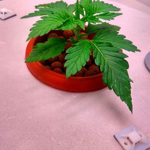 Cinderella 99  growlog timeline photo