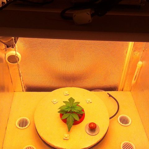 Cinderella 99  growlog timeline photo