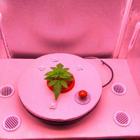 Cinderella 99  growlog timeline photo