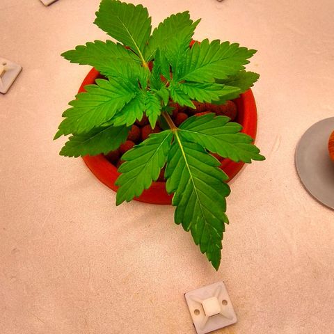 Cinderella 99  growlog timeline photo