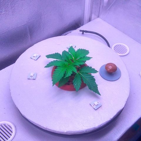 Cinderella 99  growlog timeline photo