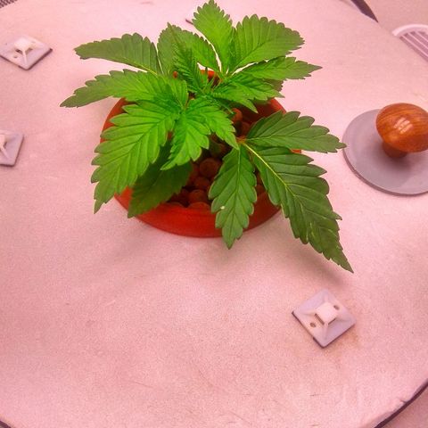 Cinderella 99  growlog timeline photo