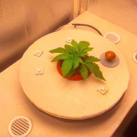 Cinderella 99  growlog timeline photo