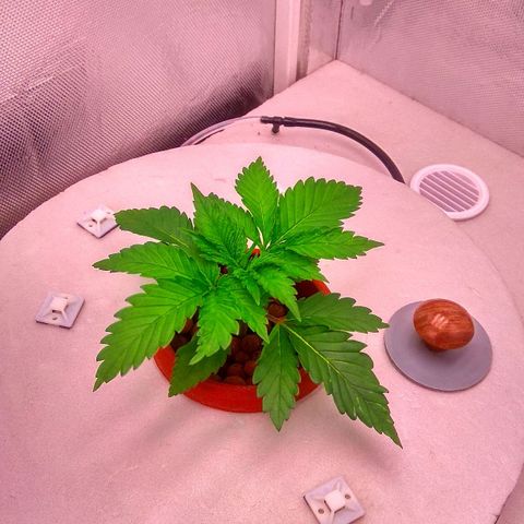 Cinderella 99  growlog timeline photo
