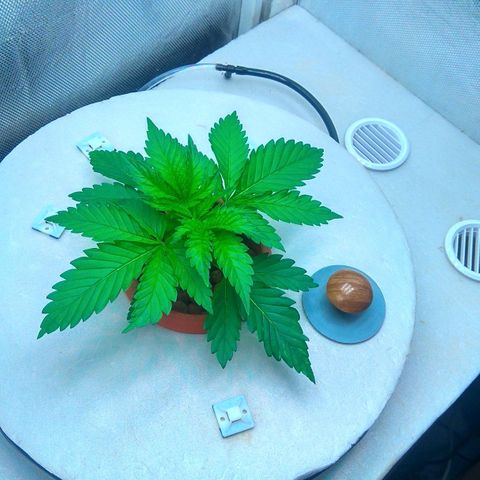 Cinderella 99  growlog timeline photo
