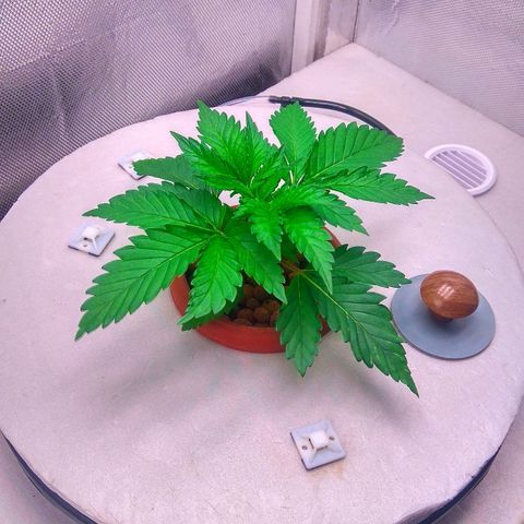 Cinderella 99  growlog timeline photo