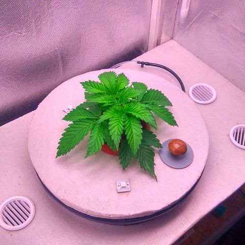 Cinderella 99  growlog timeline photo