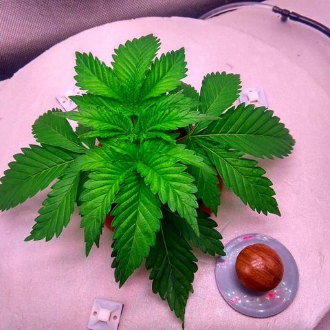 Cinderella 99  growlog timeline photo