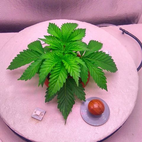 Cinderella 99  growlog timeline photo