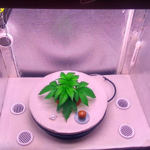 Cinderella 99  growlog timeline photo