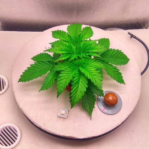 Cinderella 99  growlog timeline photo