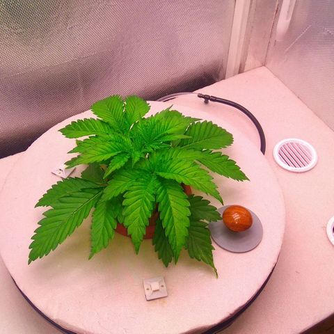 Cinderella 99  growlog timeline photo