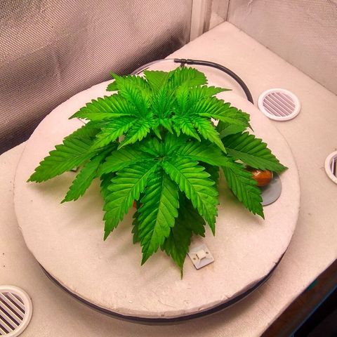 Cinderella 99  growlog timeline photo