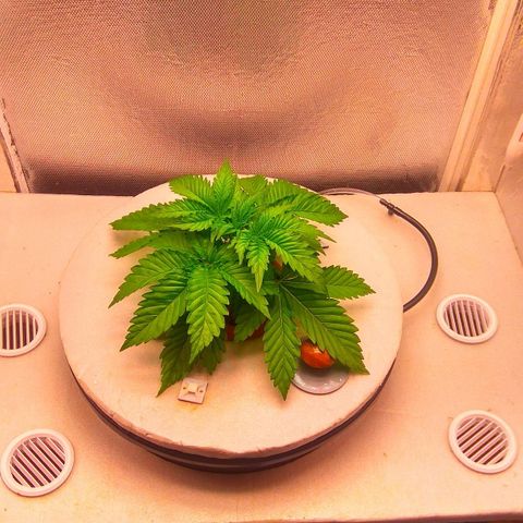 Cinderella 99  growlog timeline photo