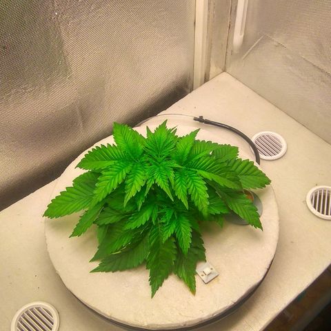 Cinderella 99  growlog timeline photo