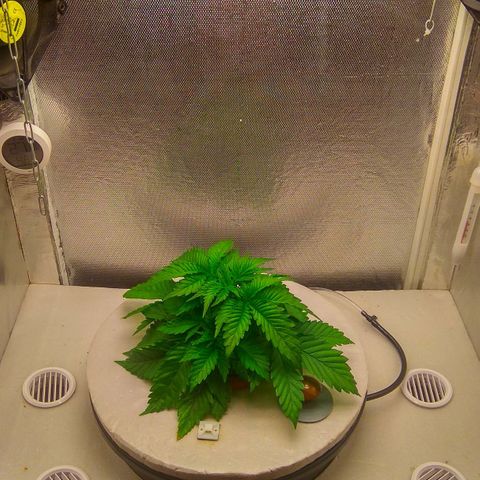 Cinderella 99  growlog timeline photo