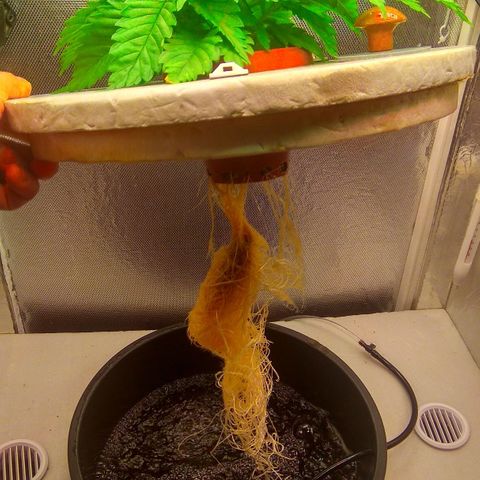 Cinderella 99  growlog timeline photo