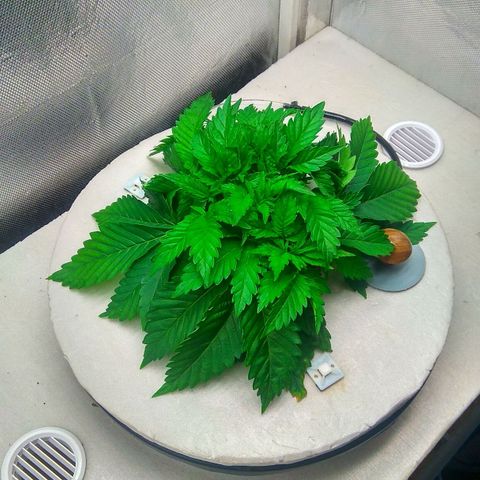 Cinderella 99  growlog timeline photo
