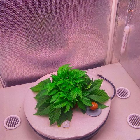 Cinderella 99  growlog timeline photo