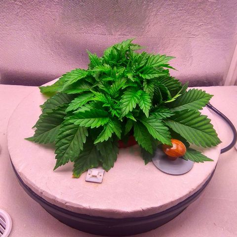 Cinderella 99  growlog timeline photo