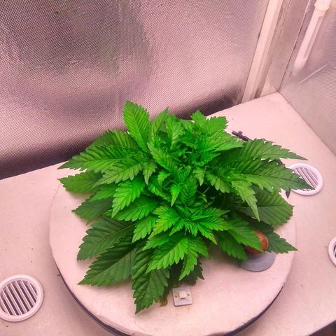 Cinderella 99  growlog timeline photo