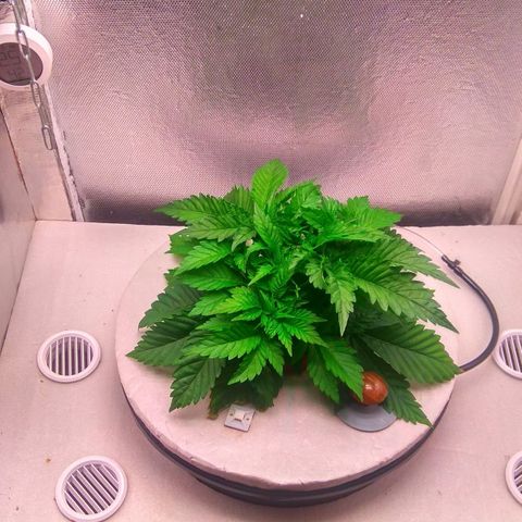 Cinderella 99  growlog timeline photo
