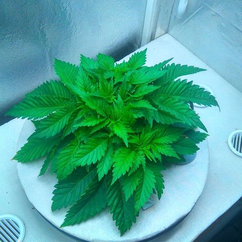 Cinderella 99  growlog timeline photo