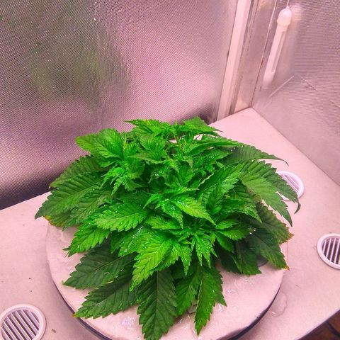 Cinderella 99  growlog timeline photo