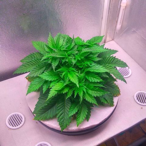 Cinderella 99  growlog timeline photo